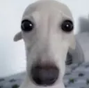 dogstare