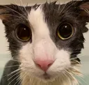 soppingwet