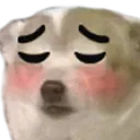 doggoshy