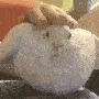 hope_pat hope_pat
