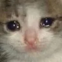 CatSad