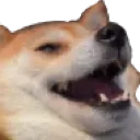 dog_dawg