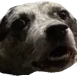 gingiDoge gingiDoge