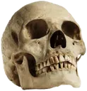 skull22