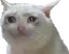 CatSad