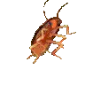 ikeepitROACH