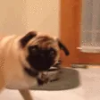 pugWhat