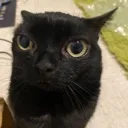 jinx