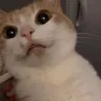 fannsyHUG