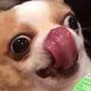 dawg