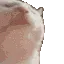 catJam