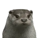 lfcotter