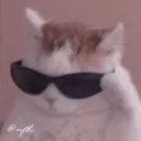 coolcat