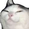 SmugCat