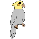 cockatiel