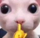 bingusshhh