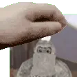 DevPatPat