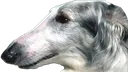 Nose