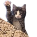 CatQuestion CatQuestion