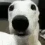 Scared Scared