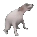 DogDance