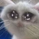 fuckedcat