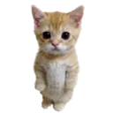 catstand catstand