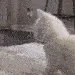 catshake