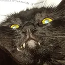 Blehhhh