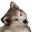 Confused_Dog