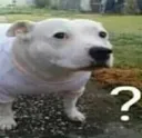 whatdog