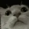 catCheck