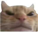 angrycat Discord Emoji