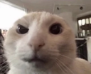 AGC_CatSusHuh Discord emoji