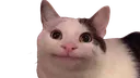 Politecat politecat Discord Emoji
