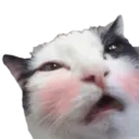 gatoAhegato