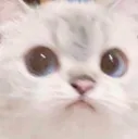CatConcern