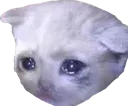 sadCat