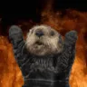 sockChaosOtter