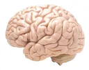 brain