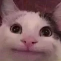 catlook