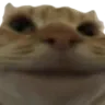 kotsmile kotsmile