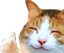 happycatthumbsup