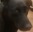 mela