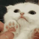 ch_paws