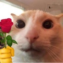 catngootanghoa Discord emoji
