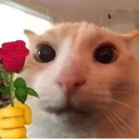 catngootanghoa