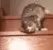 aw_lazy