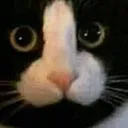 btaolhandooq