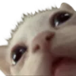 catHuh